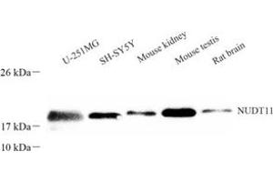Western blot analysis of NUDT11 (ABIN7074924) at dilution of 1: 300 (NUDT11 抗体)