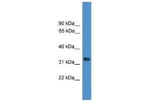 WB Suggested Anti-WDR5 Antibody Titration:  0. (WDR5 抗体  (C-Term))