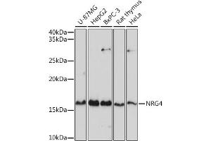 Western blot analysis of extracts of various cell lines, using NRG4 antibody (ABIN3016309, ABIN3016310, ABIN3016311 and ABIN6219713) at 1:1000 dilution. (Neuregulin 4 抗体  (AA 1-115))