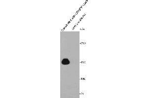 Lane 1: 293T cells transfected with CRISPR9-Cas9, Lane 2: untransfected 293T cell lysate probed with CRISPR-Cas9 (1E8) Monoclonal Antibody, Unconjugated  at 1:1000 overnight at 4˚C.