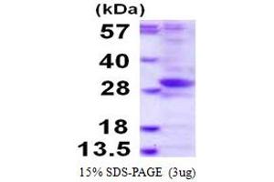 Phosphatase, Orphan 2 (PHOSPHO2) (AA 1-241) protein (His tag)
