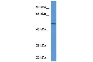 Western Blot showing Acp2 antibody used at a concentration of 1. (ACP2 抗体  (Middle Region))