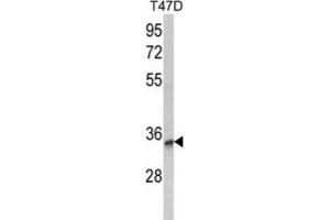 Western Blotting (WB) image for anti-Tetraspanin 12 (TSPAN12) antibody (ABIN3003872) (TSPAN12 抗体)