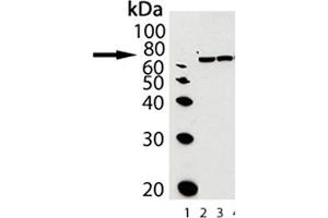 Western blot analysis of Grp78, pAb : Lane 1: MW marker, Lane2: Grp78/BiP (hamster), (recombinant) , Lane3: Liver (rat), (microsome extract) (GRP78 抗体  (C-Term))