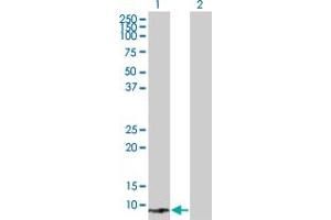 Western Blot analysis of SPEG expression in transfected 293T cell line by SPEG MaxPab polyclonal antibody.