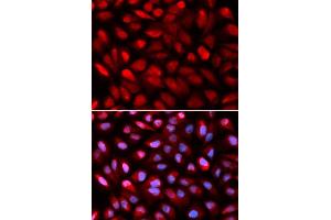 Immunofluorescence (IF) image for anti-Poly(rC) Binding Protein 2 (PCBP2) (AA 1-130) antibody (ABIN3023340) (PCBP2 抗体  (AA 1-130))