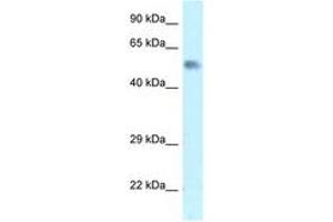 Image no. 1 for anti-Zinc Finger Protein 472 (ZFP472) (AA 20-69) antibody (ABIN6747569) (Zfp472 抗体  (AA 20-69))