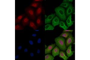 ABIN6259187 and ABIN6274307 staining Hela cells by IF/ICC. (SRSF3 抗体  (C-Term))