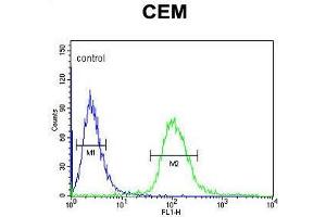UTY Antibody (C-term) flow cytometric analysis of CEM cells (right histogram) compared to a negative control cell (left histogram). (UTY 抗体  (C-Term))