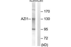 Western blot analysis of extracts from HuvEc cells, using AZI1 Antibody. (AZI1 抗体  (AA 311-360))