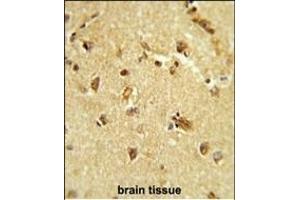 Formalin-fixed and paraffin-embedded brain tissue reacted with RBM14 Antibody (Center), which was peroxidase-conjugated to the secondary antibody, followed by DAB staining. (RBM14 抗体  (AA 193-223))