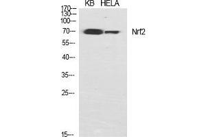 Western Blot analysis of various cells using Nrf2 Polyclonal Antibody diluted at 1:1000. (NRF2 抗体  (AA 530-610))