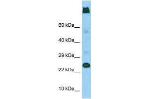 Western Blotting (WB) image for anti-Lymphocyte Antigen 6 Complex, Locus G5C (LY6G5C) (C-Term) antibody (ABIN2444645) (LY6G5C 抗体  (C-Term))