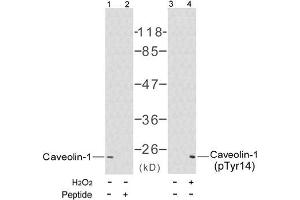Image no. 1 for anti-Caveolin 1, Caveolae Protein, 22kDa (CAV1) (pTyr14) antibody (ABIN196778) (Caveolin-1 抗体  (pTyr14))