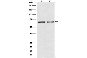 Western blot analysis of Activin Receptor Type IIB/ACVR2B expression in (1) K562 cell lysate, (2) Mouse heart lysate.