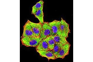 Immunofluorescence analysis of Hela cells using VP2 mouse mAb (green). (VP2 (AA 296-438) 抗体)