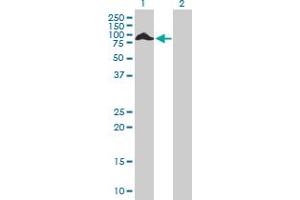 Western Blot analysis of THAP4 expression in transfected 293T cell line by THAP4 MaxPab polyclonal antibody. (THAP4 抗体  (AA 1-577))