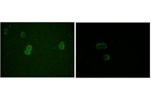 Immunofluorescence (IF) image for anti-Apolipoprotein M (APOM) antibody (ABIN1105423) (Apolipoprotein M 抗体)