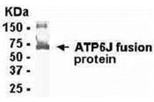 Western Blotting (WB) image for anti-ATPase, H+ Transporting, Lysosomal 13kDa, V1 Subunit G1 (ATP6V1G1) (AA 1-118) antibody (ABIN2468076) (ATP6V1G1 抗体  (AA 1-118))