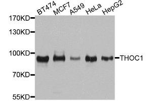 Western blot analysis of extracts of various cell lines, using THOC1 antibody. (THOC1 抗体  (AA 428-657))