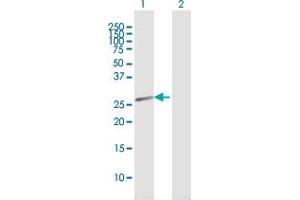 Western Blot analysis of HEBP2 expression in transfected 293T cell line by HEBP2 MaxPab polyclonal antibody. (HEBP2 抗体  (AA 1-205))
