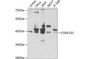 Western blot analysis of extracts of various cell lines, using CSNK1G1 antibody  at 1:1000 dilution. (CSNK1G1 抗体  (AA 298-422))