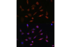 Immunofluorescence analysis of L929 cells using PDCD5 Rabbit pAb (ABIN6132965, ABIN6145338, ABIN6145339 and ABIN6223132) at dilution of 1:100. (PDCD5 抗体  (AA 1-125))