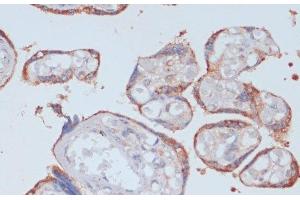 Immunohistochemistry of paraffin-embedded Human placenta using LRP1 Polyclonal Antibody at dilution of 1:100 (40x lens). (LRP1 抗体)