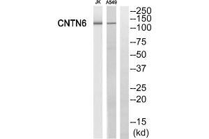 Western blot analysis of extracts from Jurkat cells and A549 cells, using CNTN6 antibody. (Contactin 6 抗体  (Internal Region))
