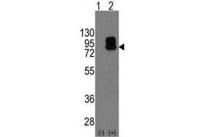 Image no. 2 for anti-CD19 Molecule (CD19) (C-Term) antibody (ABIN357030) (CD19 抗体  (C-Term))