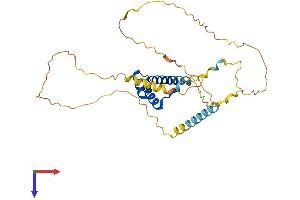 NK2 Homeobox 5 Protein (NKX2-5) (AA 1-324) (His tag)