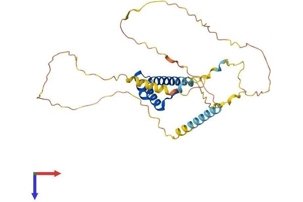 NK2 Homeobox 5 Protein (NKX2-5) (AA 1-324) (His tag)
