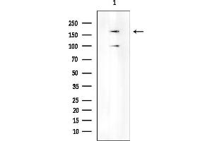 anti-Low Density Lipoprotein Receptor-Related Protein 6 (LRP6) (C-Term) antibody