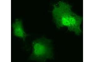 Anti-IL1F6 mouse monoclonal antibody (ABIN2453184) immunofluorescent staining of COS7 cells transiently transfected by pCMV6-ENTRY IL1F6 (RC219328). (IL36A/IL1F6 抗体)