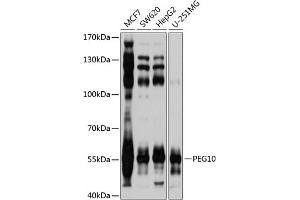 Western blot analysis of extracts of various cell lines, using PEG10 antibody (ABIN3016692, ABIN3016693, ABIN1681320 and ABIN6219814) at 1:1000 dilution. (PEG10 抗体  (AA 1-325))