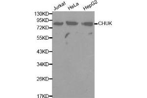 Image no. 1 for anti-conserved Helix-Loop-Helix Ubiquitous Kinase (CHUK) antibody (ABIN3059645) (IKK alpha 抗体)