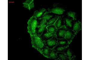 Immunocytochemistry/Immunofluorescence analysis using Mouse Anti-HO-1 Monoclonal Antibody, Clone 1F12-A6 . (HMOX1 抗体  (AA 1-30) (PerCP))
