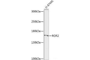 Western blot analysis of extracts of U-87MG cells using ROR2 Polyclonal Antibody at dilution of 1:1000. (ROR2 抗体)