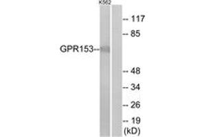 Western blot analysis of extracts from K562 cells, using GPR153 Antibody. (GPR153 抗体  (AA 195-244))