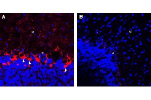 Expression of GABA Transporter 1 in mouse cerebellum. (SLC6A1 抗体  (Extracellular))