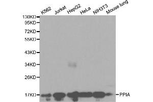 Western blot analysis of extracts of various cell lines, using PPIA antibody. (PPIA 抗体)