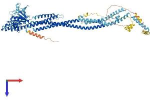 MFN2 Protein (AA 1-757) (His tag)