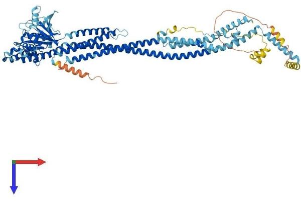 MFN2 Protein (AA 1-757) (His tag)