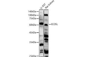Western blot analysis of extracts of various cell lines, using ICOSL antibody (ABIN6130065, ABIN6142131, ABIN6142132 and ABIN6222879) at 1:500 dilution. (ICOSLG 抗体  (AA 19-256))