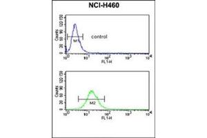 Flow cytometric analysis of NCI-H460 cells using NEDD4 Antibody (C-term) Cat. (NEDD4 抗体  (C-Term))