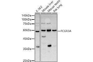 Western blot analysis of extracts of various cell lines, using FCGR3A antibody (ABIN3016243, ABIN3016244, ABIN3016245 and ABIN6219650) at 1:1000 dilution. (FCGR3A 抗体  (AA 150-250))