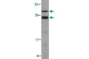 Western blot analysis of COPS8 in human liver lysate with COPS8 polyclonal antibody  at 2 ug/mL . (COPS8 抗体  (C-Term))