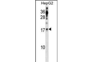 POLR2H Antibody (Center) (ABIN1881672 and ABIN2839092) western blot analysis in HepG2 cell line lysates (35 μg/lane). (POLR2H 抗体  (AA 59-87))