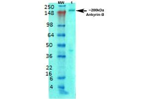 Immunofluorescence (IF) image for anti-Ankyrin 2, Neuronal (ANK2) (AA 203-496) antibody (ABIN1027715)