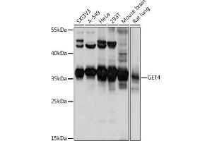 Western blot analysis of extracts of various cell lines, using GET4 antibody (ABIN7266388) at 1:1000 dilution. (Chromosome 7 Open Reading Frame 20 (C7orf20) (AA 1-327) 抗体)